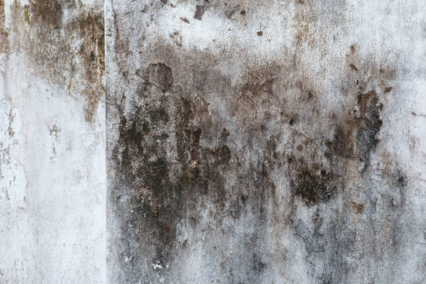Trusted West Blocton, AL Mold Removal Experts