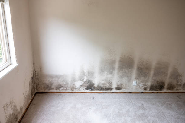 Best Water Damage & Mold Remediation  in West Blocton, AL